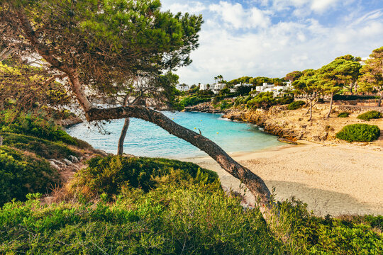 Pine tree over Cala Esmeralda beach in Cala d'Or, Mallorca, Spain.