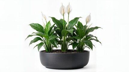Fototapeta premium Potted Peace Lily Houseplant with White Flowers in Modern Black Bowl Isolated on White Background