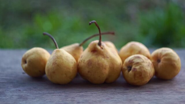 Slow motion camera panning of small yellow wild pears in a row on a rustic wooden table with a blurred green garden background, horizontal video.
