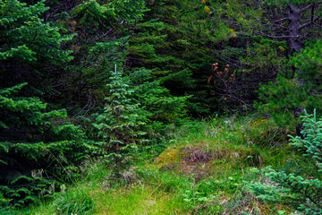 Young Sitka spruce Picea sitchensis sapling growing in dense coniferous forest © Oleksandr Kashcheiev