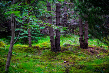 Coniferous tree trunks in dense forest with vibrant green moss ground cover © Oleksandr Kashcheiev