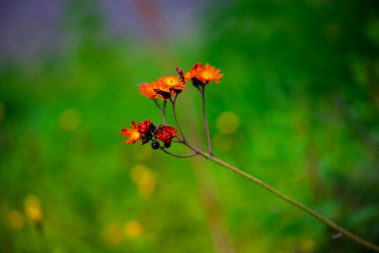 Orange hawkweed Pilosella aurantiaca blooming with vibrant orange flowers on thin stem