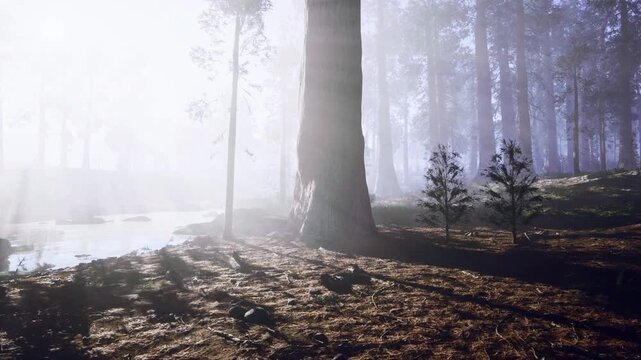 Towering pines pierced by sunbeams and long dramatic shadows. Textured bark, leaf litter highlighted in warm glow, majestic scale evokes reverence, serenity,