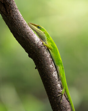 Green Anole (Anolis carolinensis) lounging in the sunlight.