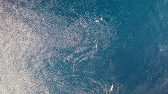 Large pod of dolphins swimming in blue ocean water