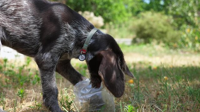Playful brown drahthaar puppy biting plastic bottle at garden on summer day. Funny german wirehaired pointer dog playing on green lawn. Cute purebred doggy having fun outdoor. Slow motion