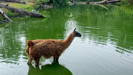 Brown llama wading in a green pond under soft daylight, natural wildlife scene suitable for editorial, conservation articles, travel blogs, social media content © fotoworld