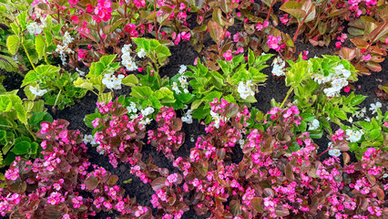Obraz premium Close up of pink and white begonias in a sunlit summer garden bed, vivid natural colors and texture suitable for gardening articles, lifestyle blogs, landscaping and social media