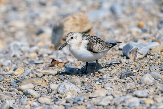 Sanderling resting among the stones on the coast.