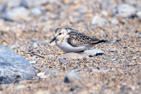 Sanderling resting among the stones on the coast.