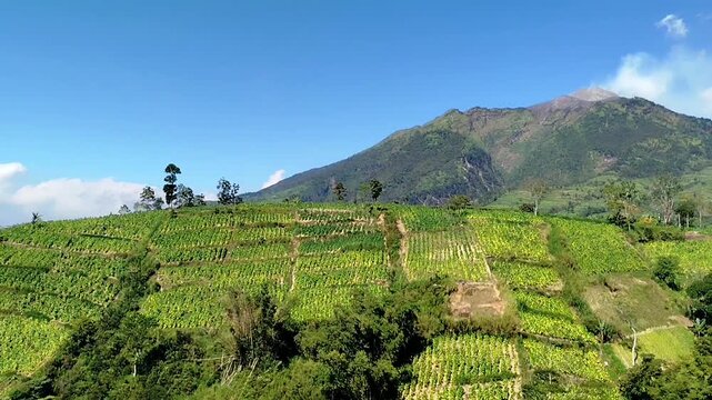 Mount Merbabu in central java view. cool mountain landscape scenery with windy trees. mountain nature background