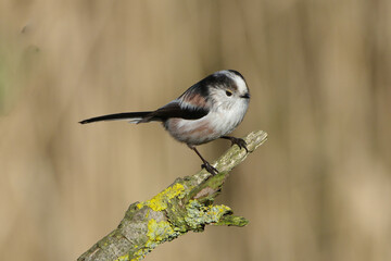 Long-tailed tit perched on a mossy branch with blurred background, Aegithalos caudatus, cute small fluffy songbird in wildlife nature. © Badr