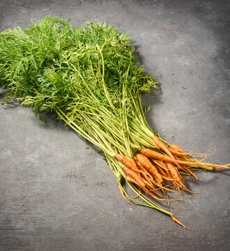 bunch of fresh baby carrots on gray textured background, raw root vegetables with long green leafy tops, healthy organic farming concept with copy space