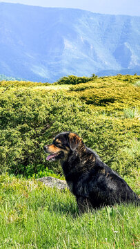 Black dog sits in a sunlit mountain meadow with lush green hills creating a peaceful summer outdoor scene suitable for editorial, lifestyle blogs, social media