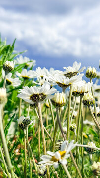 Close up of white daisies in a sunny meadow under a bright blue sky conveying fresh spring mood suitable for nature editorials, lifestyle blogs, social media and wellness