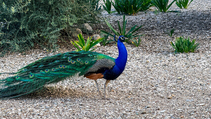 Obraz premium Male blue peacock standing in a sunlit ornamental garden with textured gravel, showcasing iridescent plumage for wildlife editorial, nature education, travel blog, social media