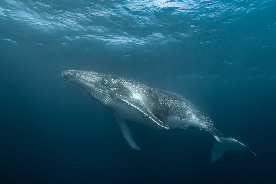 Humpback whale swimming underwater during migration