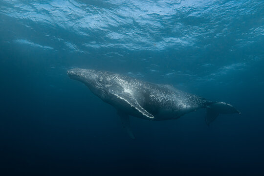 Humpback whale swimming underwater during migration season