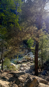 Sunlit rocky forest stream in a pine canyon with dappled light and clear water, ideal for travel blogs, landscape photography, nature editorials, and social media