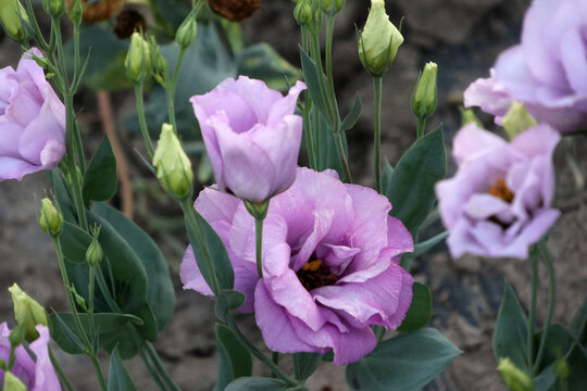 Lavender Lisianthus Flowers and Buds Blooming in Summer Garden