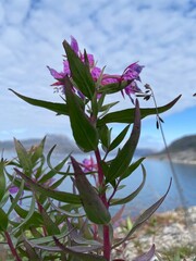 purple flower on blue background in Nuuk Greenland © KPS Greenland