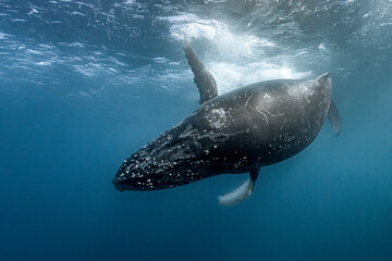 Humpback whale swimming underwater during migration © Kristof
