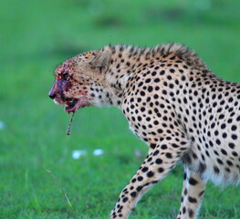 Cheetah's of the Mara. A Cheetah on the plains of the Masai Mara National Reserve, Kenya © Stefon Linton