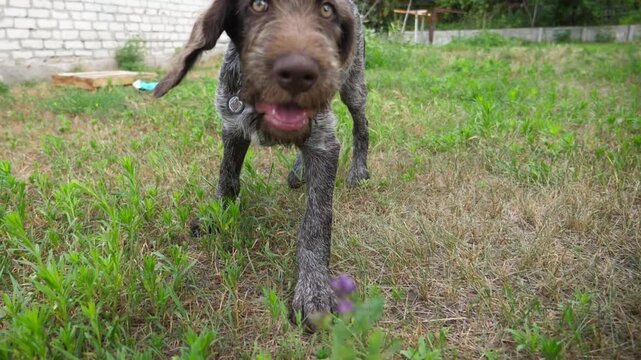 Curious german wirehaired pointer dog run after moving camera on grass in garden. Funny brown drahthaar puppy plays with his owner jogging on green lawn. Concept of human and animal friendship