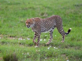 Cheetah's of the Mara. A Cheetah on the plains of the Masai Mara National Reserve, Kenya © Stefon Linton