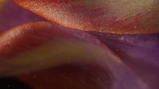 Vertical video. Flower smoke. Ink drop explosion. Blur yellow red color petals tulip nature purple splash on abstract background.