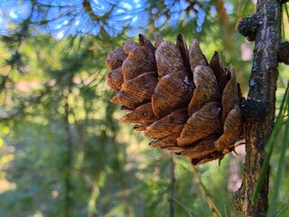 Conifer Pine Cone Close Up on Branch with Bokeh Background © Konrad_elx