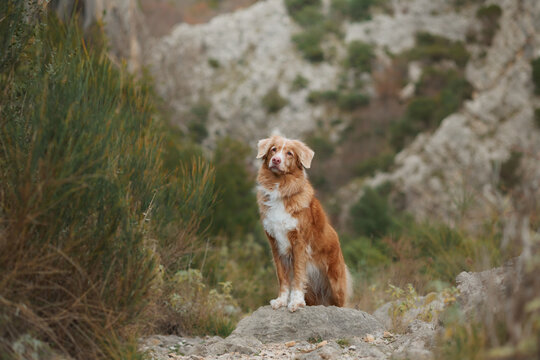 Nova Scotia Duck Tolling Retriever stands on rocky terrain with mountain scenery in the background. Companion dog captured during outdoor travel and hiking adventure.