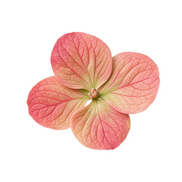 Soft Pink Coral-Pink Peony-Style Flower Isolated Photo Cutout