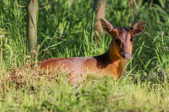 Muntjac Deer Female Laying Down - IMG_4022_c