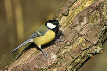 Great tit bird looking back on a mossy branch, wild eurasian songbird profile closeup © Badr