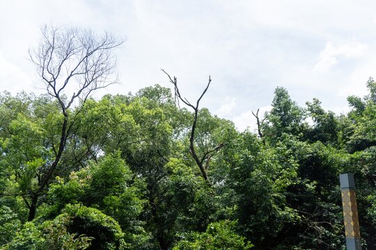 Lush green trees under bright blue sky