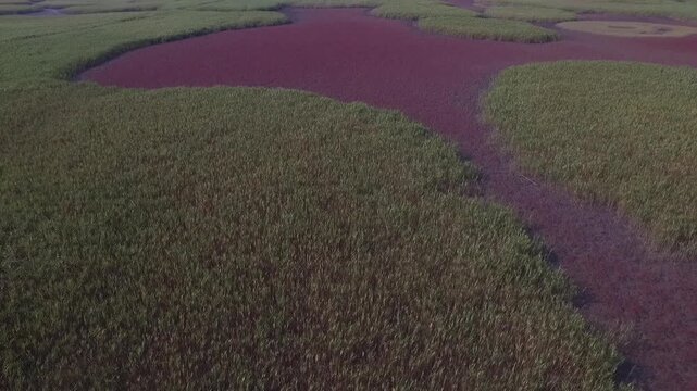 Korea Suncheonman Bay national garden UNESCO natural heritage wetland reed field coastal estuary nature landscape 순천만 순천만국가정원 유네스코 세계자연유산 습지 갈대밭 칠면초 갯벌 물길 자연경관 생태공원