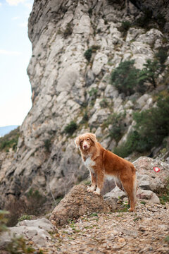 A Nova Scotia Duck Tolling Retriever stands on a rocky overlook surrounded by canyon scenery. Adventure and travel atmosphere with an active companion dog outdoors.
