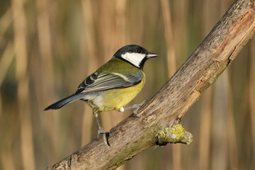 Great Tit (Parus major) perched on a tree branch with blurred background, close-up portrait of a colorful songbird in its natural habitat © Badr