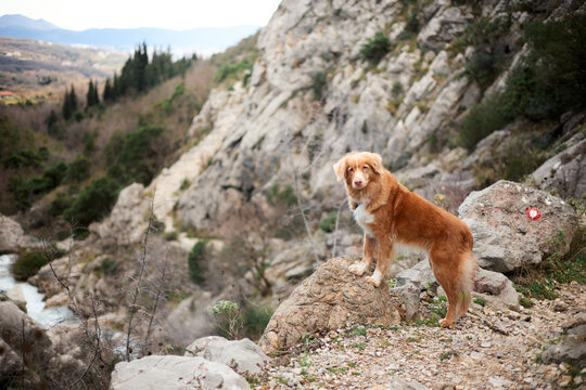 A Nova Scotia Duck Tolling Retriever stands on rocky terrain surrounded by mountain scenery. Energetic retriever enjoying outdoor adventure and travel exploration.