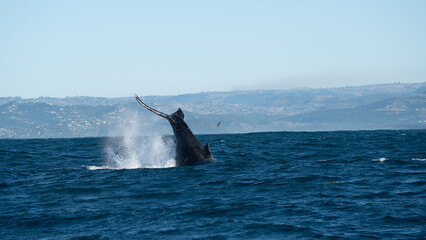 Humpback whale tail diving during migration off south africa © Kristof
