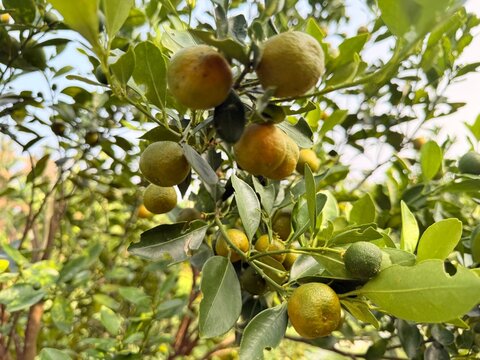 lime on tree is called Limau Kasturi