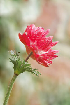 Vibrant side-profile view of a red Anemone coronaria (poppy anemone)