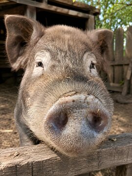 Curious Pig Sniffing Wooden Fence on Farm