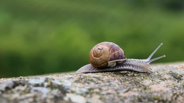 Two tiny flies mating on roman snail crawling in rain. Unusual wildlife interaction showing contrasting movement and insect behavior.

