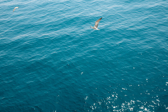 Seabirds gliding above the calm blue sea with a clear horizon, capturing freedom, nature and coastal beauty.
