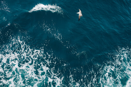 Seagulls flying over the blue ocean on a peaceful summer day, creating a beautiful coastal wildlife scene.