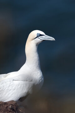Close-up portrait of a northern gannet