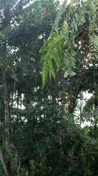 Wild ferns hanging rainforest tree tropical jungle canopy Bali backlit Phymatosorus scolopendria