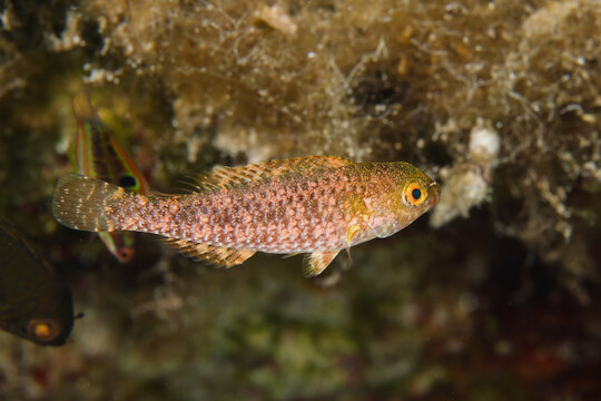 Juvenile parrotfish from the Mediterranean Sea